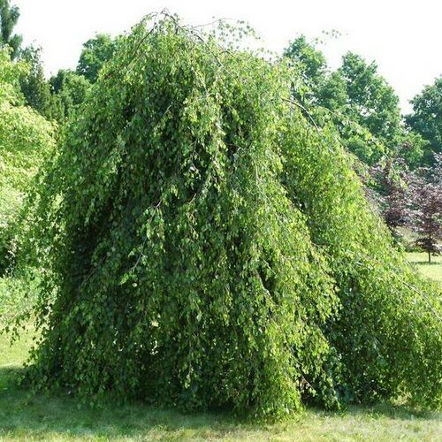 Береза повислая Юнги/Betula pendula Youngii 140-160 Ра С5