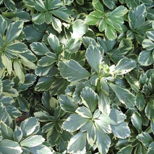 Пахизандра верхушечная Вариегата/Pachysandra terminalis Variegata Р1,5