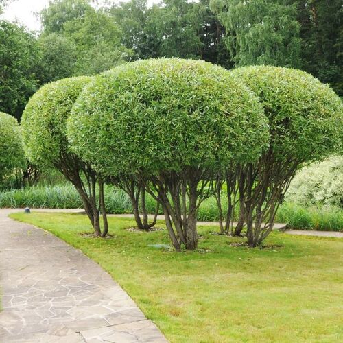 Ива шаровидная Булата/Salix fragilis Bulata 150-175 С5