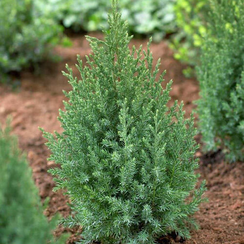 Можжевельник китайский Стрикта/Juniperus chinensis Stricta 40-60 WRB