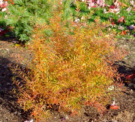 Спирея Тунберга Оджон/Spiraea thunbergii Ogon 40-60 С3