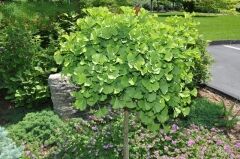Гинкго двулопастный Марикен/Ginkgo biloba Mariken Ра 30 С7,5