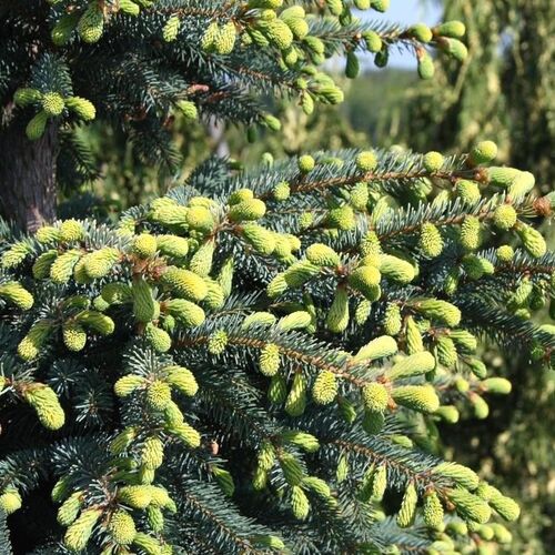 Ель чёрная Ауреа/Picea mariana Aurea 50-70 С3