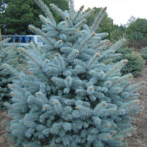 Ель колючая Глаука/Picea pungens Glauca 50-60 С10