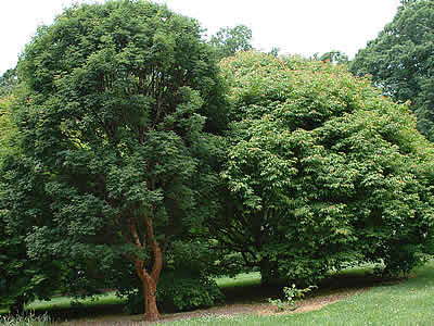 Клен маньчжурский/Acer mandshuricum 30-40 С2