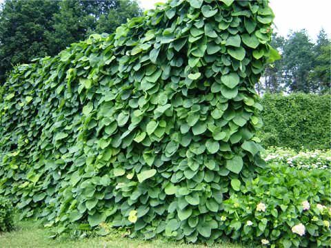 Кирказон маньчжурский/Aristolochia manshuriensis 30-40 С2