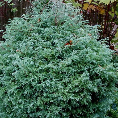 Кипарисовик горохоплодный Скуарроса/Chamaecyparis pisifera Squarrosa 60-80 С5