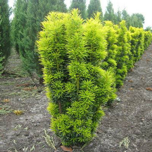 Тис ягодный Давид/Taxus baccata David 50-60 С7,5