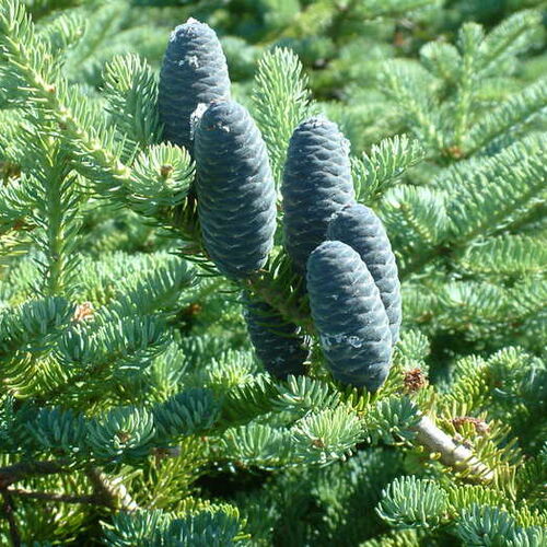 Пихта бальзамическая Вариегата/Abies balsamea Variegata 20-30 С3