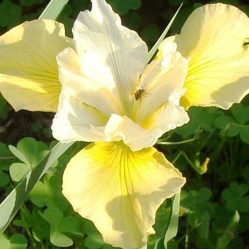Ирис сибирский Саммер Ревелс/Iris sibirica Summer Revels Р1,5