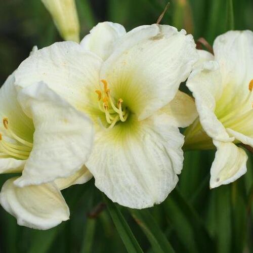 Лилейник гибридный Джентл Шеферд/Hemerocallis hybridа Gentle Shepherd С2