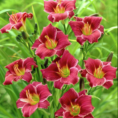 Лилейник гибридный Литтл Мисси/Hemerocallis hybridа Little Missy Р1,5
