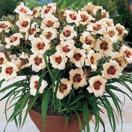 Лилейник гибридный Пандорас Бокс/Hemerocallis hybridа Рandora's Box Р1,5