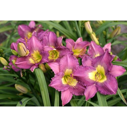 Лилейник гибридный Сайлент Сэнтри/Hemerocallis hybridа Silent Sentry С2