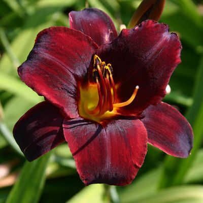 Лилейник гибридный Старлинг/Hemerocallis hybrida Starling С2
