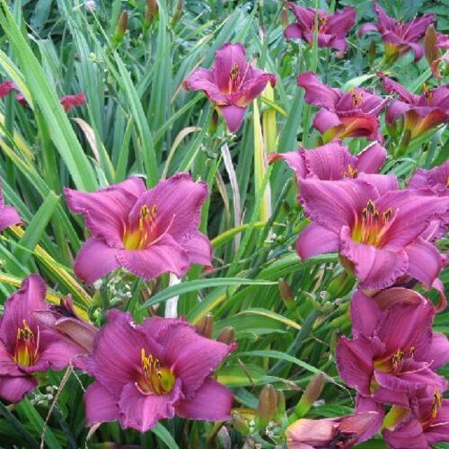 Лилейник гибридный Саммер Вайн/Hemerocallis hybrida Summer Wine Р1,5