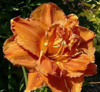 Лилейник махровый Даблишес/Hemerocallis double Doublelicious С2