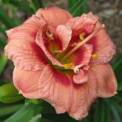 Лилейник махровый Джаст Май Сайз/Hemerocallis double Just My Size Р2