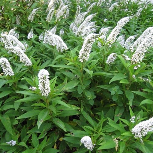 Вербейник ландышевый (клетроидес)/Lysimachia clethroides С2