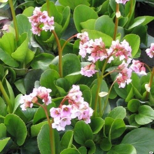Бадан гибридный Бэби Долл/Bergenia х hybrida Baby Doll С1