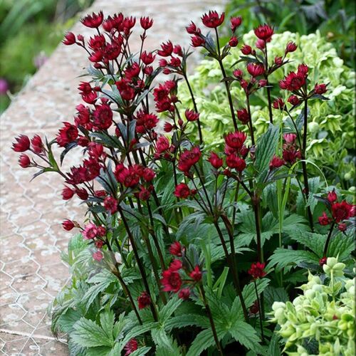 Астранция крупная Кларет/Astrantia major Claret Р1,5