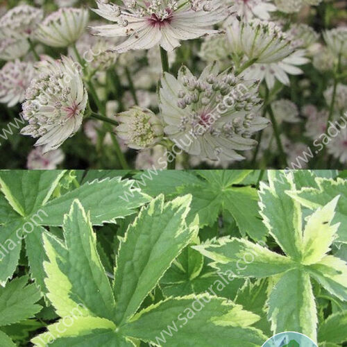 Астранция крупная Саннингдейл Вариегатед/Astrantia major Sunningdale Variegated Р1,5