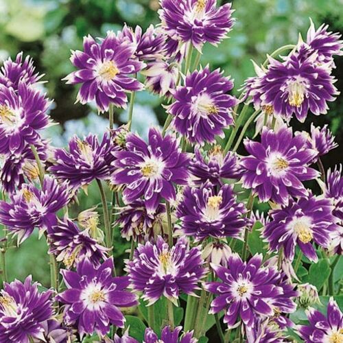 Аквилегия махровая Барлоу Криста/Aquilegia vulgaris Barlow Christa С2