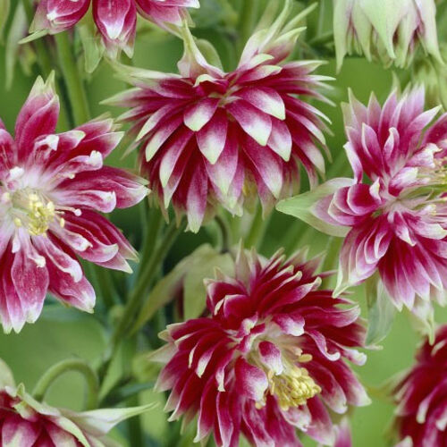 Аквилегия махровая Нора Барлоу/Aquilegia vulgaris Nora Barlow Р1,5