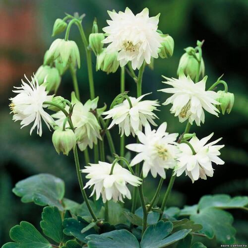 Аквилегия махровая Барлоу Уйат/Aquilegia vulgaris Barlow White Р1,5
