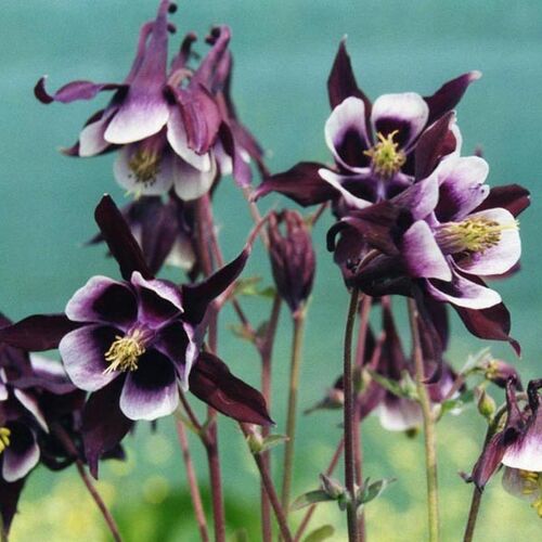 Аквилегия махровая Уильям Гинесс/Aquilegia vulgaris William Guinness С2