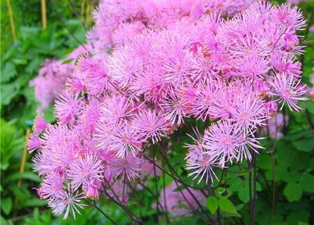 Василистник водосборолистный Тандерклауд/Thalictrum aquilegifolium Thundercloud Р1,5