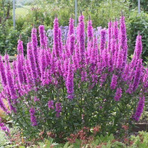 Дербенник иволистный/Lythrum salicaria С3