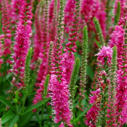 Вероника колосистая Ротфукс/Veronica spicata Rotfuchs С2