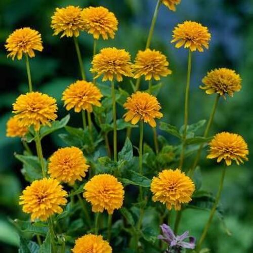 Гелиопсис шероховатый Асахи/Heliopsis scabra Asahi Р 1,5
