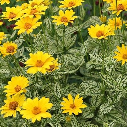 Гелиопсис подсолнечниковый Лорейн Саншайн/Heliopsis helianthoides Lorain Sunshine С3