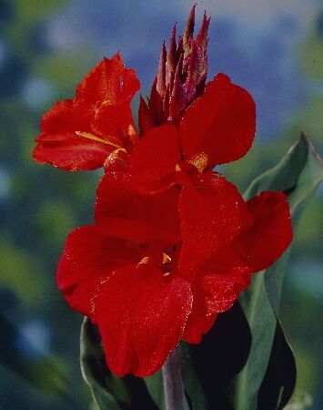 Канна Амбассадор/Canna Ambassadour С3