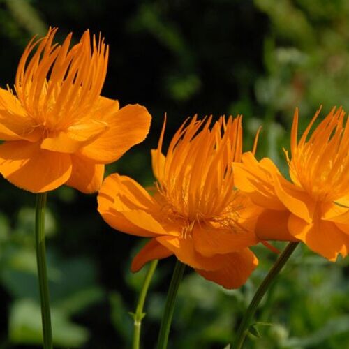 Купальница китайская Голден Куин/Trollius chinensis Golden Queen Р1,5