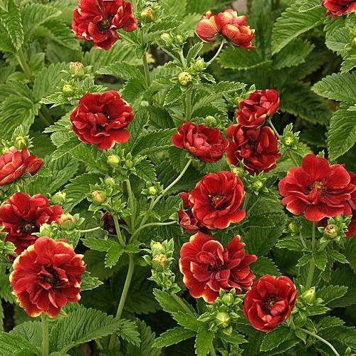 Лапчатка травянистая Арк-эн-Сел/Potentilla hybride Arc-en-Ciel С3