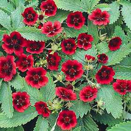 Лапчатка травянистая Монарх Вельвет/Potentilla Monarch Velvet Р1,5