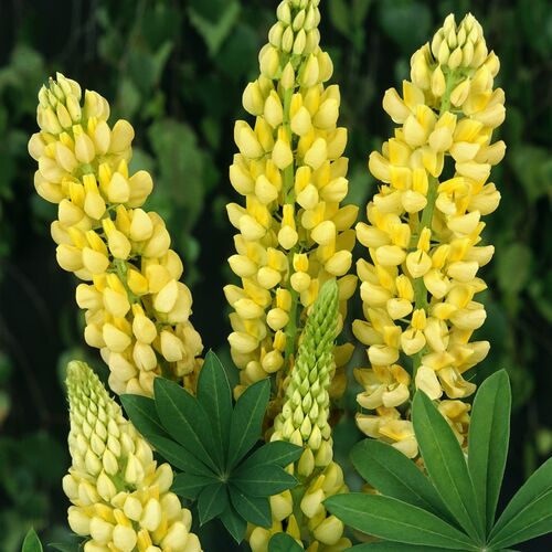 Люпин многолистный Шандэлье/Lupinus polyphyllus Chandelier Р1,5