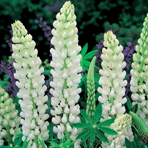 Люпин многолистный Ноблемейден/Lupinus polyphyllus Noblemaiden Р1,5