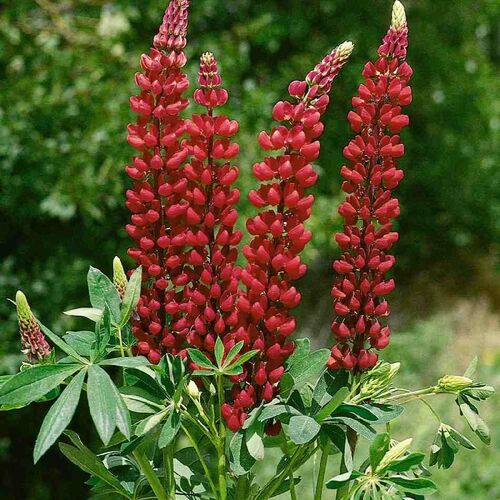 Люпин многолистный Зе Пейджес/Lupinus polyphyllus The Pages Р1,5