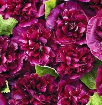 Мальва розовая Блэкберри/Alcea rosea Blackberry Р2