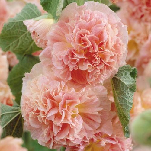 Мальва розовая Пичес энд Дримс/Alcea rosea Peaches and Dreams Р2