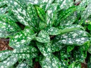 Медуница гибридная Миссис Киттл/Pulmonaria hybridum Mrs. Kittle С1