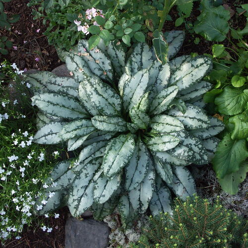 Медуница гибридная Опал/Pulmonaria hybridum Opal Р1,5