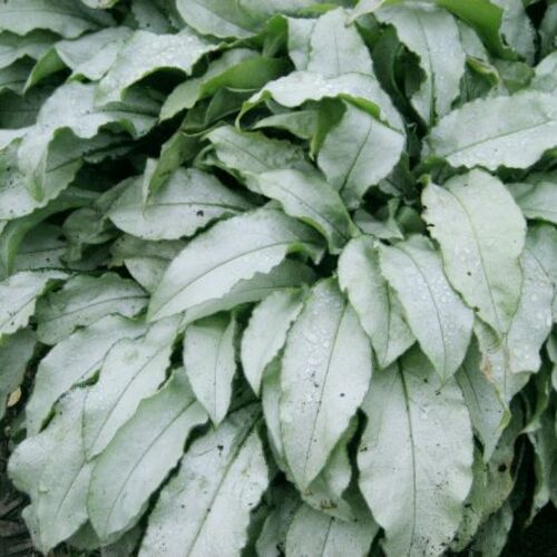 Медуница гибридная Самурай/Pulmonaria hybridum Samurai С1