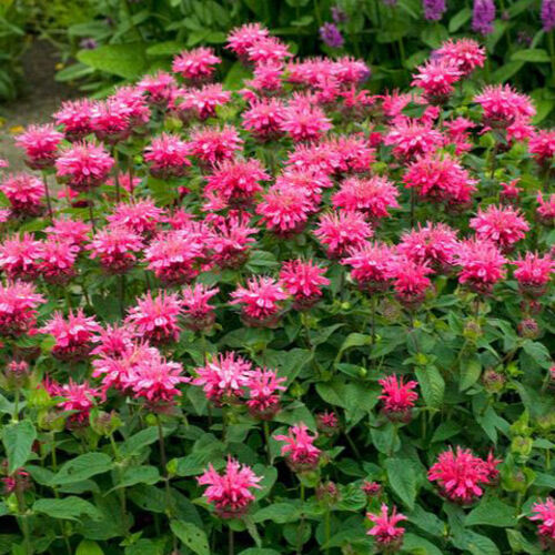 Монарда гибридная Крофтвей Пинк/Monarda hybrida Croftway Pink Р1,5