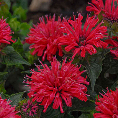 Монарда гибридная Фаербол/Monarda hybrida Fireball Р1,5