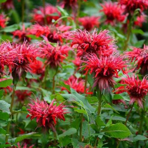 Монарда гибридная Кардинал/Monarda hybrida Kardinal С2